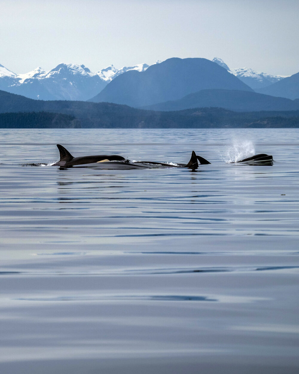 Orca-Family-Campbell-River-Vancouver-Island-BC-46-v