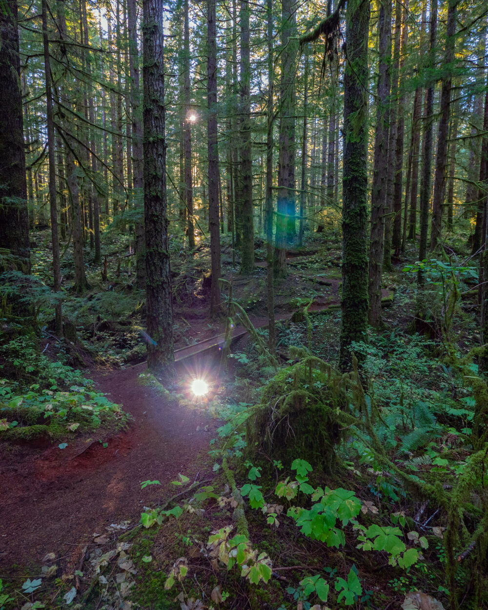Rainforest-Trails-Campbell-River-Vancouver-Island-BC-28-v