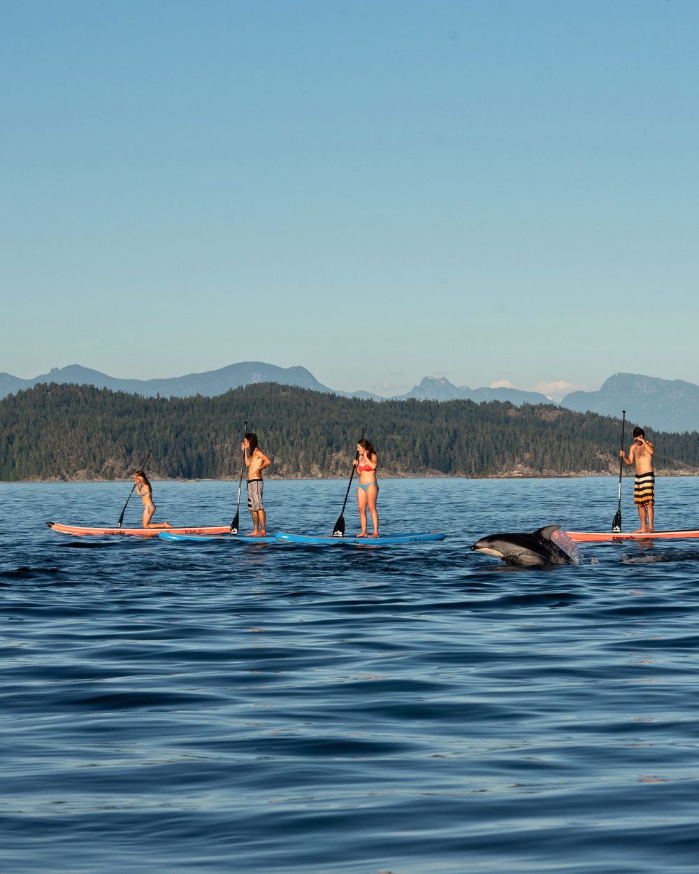 Four stand-up paddleboarders glide on calm Pacific waters off Vancouver Island while a dolphin surfaces beside them, framed by forested hills and distant mountain peaks under a clear blue sky.